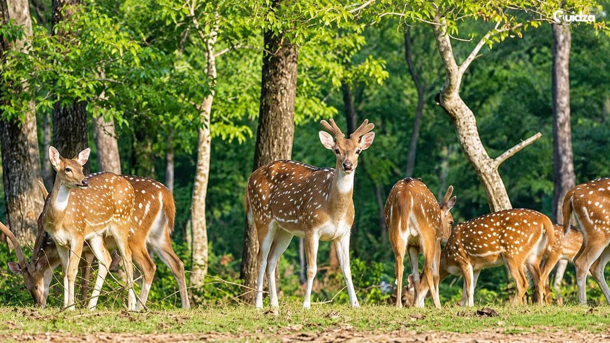 assam state zoo